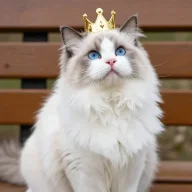 گربه نقره ای=))