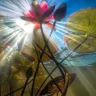 صدام کن نیلوفر آبی