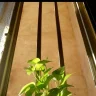 هوشـــنگ